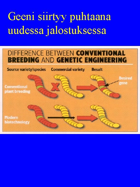 Geeni siirtyy puhtaana uudessa jalostuksessa 