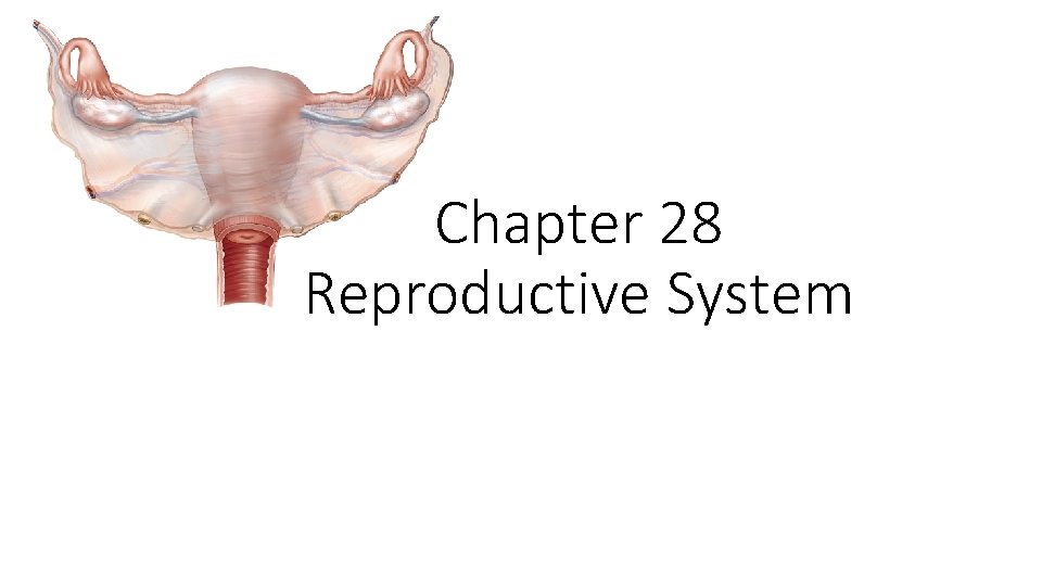 Chapter 28 Reproductive System 