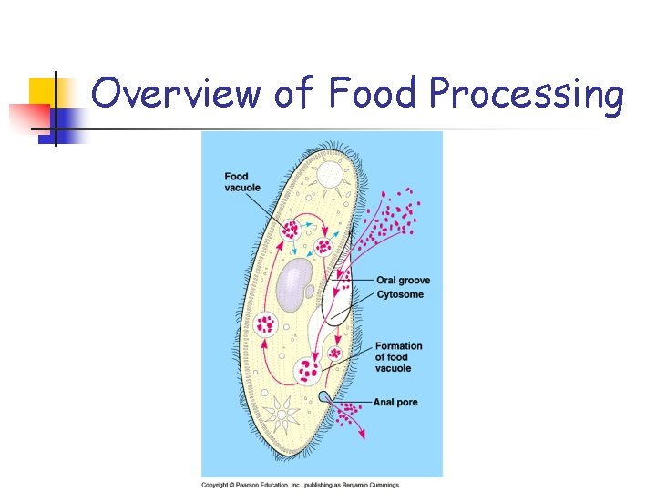 Overview of Food Processing 
