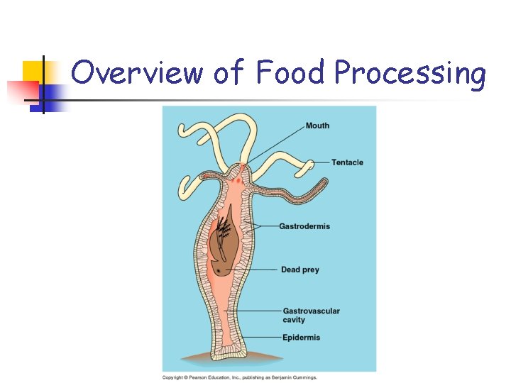 Overview of Food Processing 