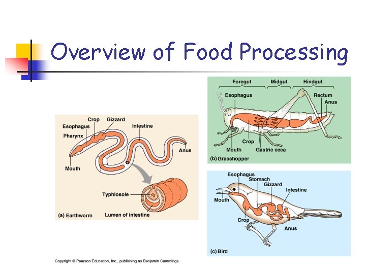 Overview of Food Processing 