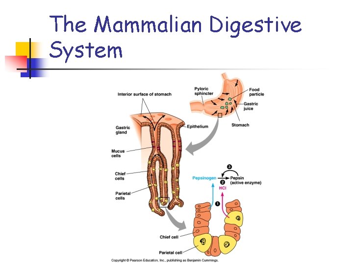 The Mammalian Digestive System 