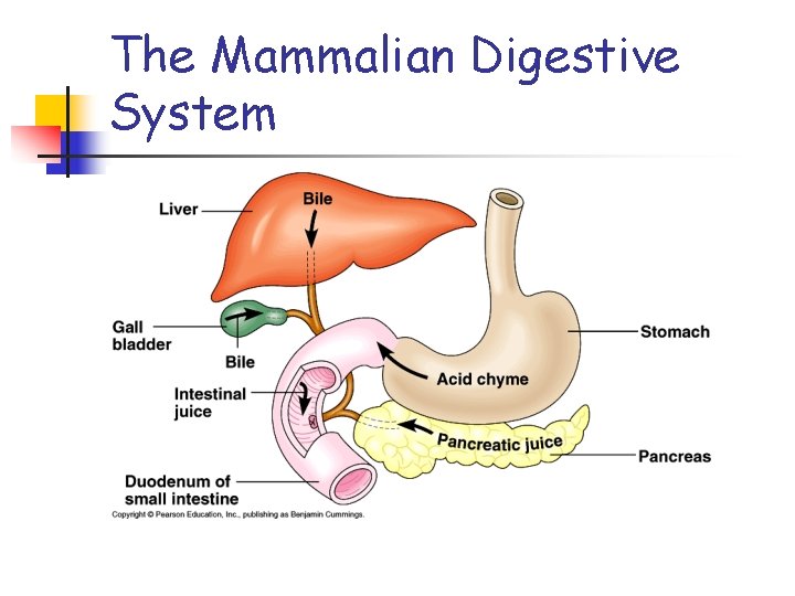 The Mammalian Digestive System 