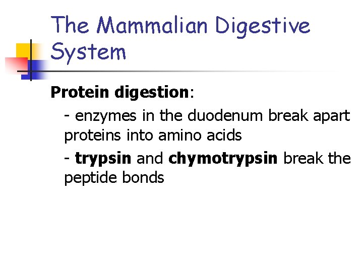 The Mammalian Digestive System Protein digestion: - enzymes in the duodenum break apart proteins