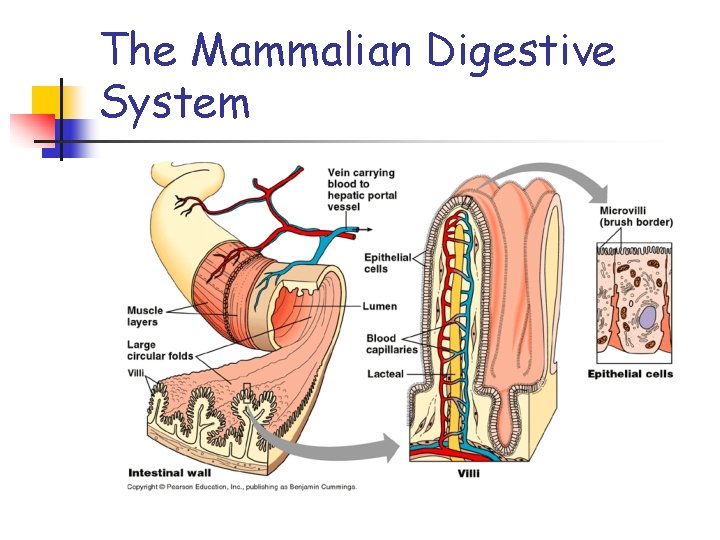 The Mammalian Digestive System 