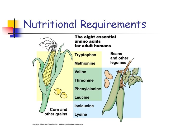 Nutritional Requirements 