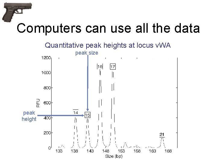 Computers can use all the data Quantitative peak heights at locus v. WA peak