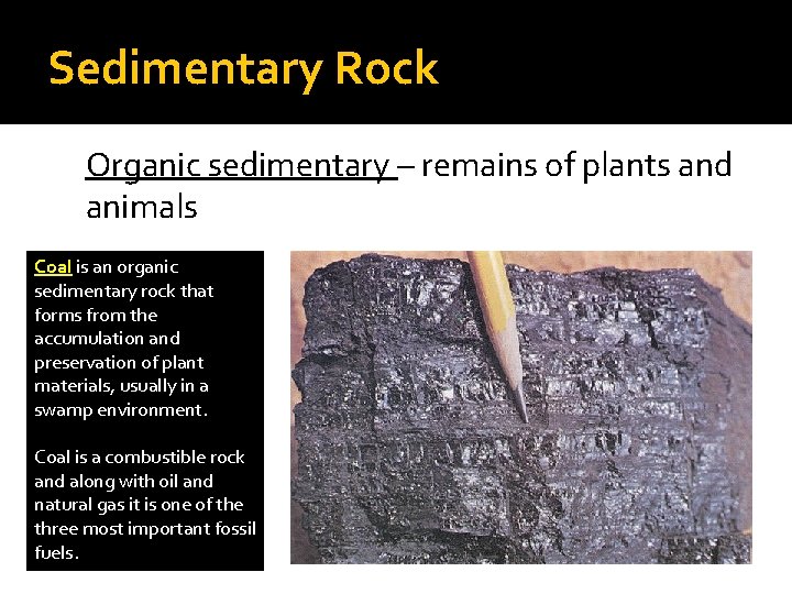 Sedimentary Rock Organic sedimentary – remains of plants and animals Coal is an organic