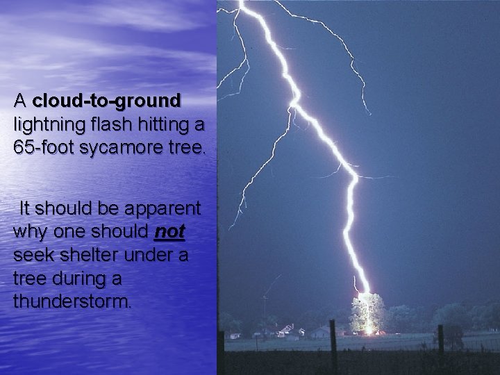 A cloud-to-ground lightning flash hitting a 65 -foot sycamore tree. It should be apparent A cloud-to-ground lightning flash hitting a 65 -foot sycamore tree. It should be apparent