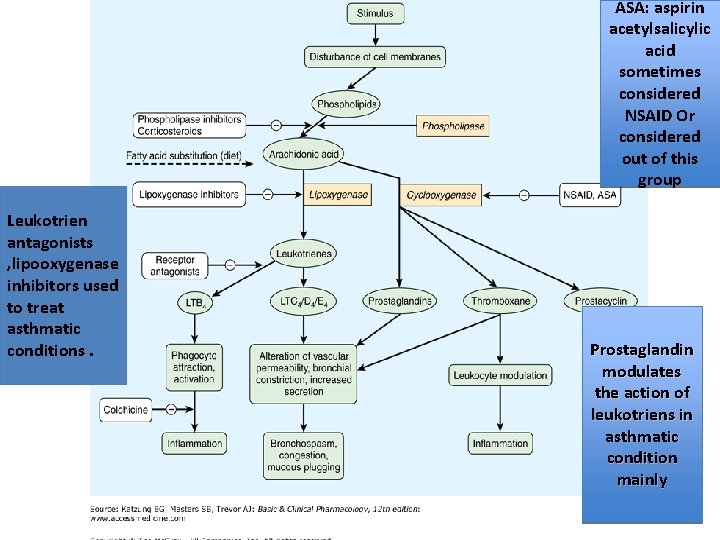 ` Leukotrien antagonists , lipooxygenase inhibitors used to treat asthmatic conditions. ASA: aspirin acetylsalicylic