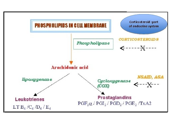 Corticosteroid : part of endocrine system 