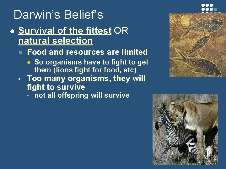 Darwin’s Belief’s l Survival of the fittest OR natural selection l Food and resources