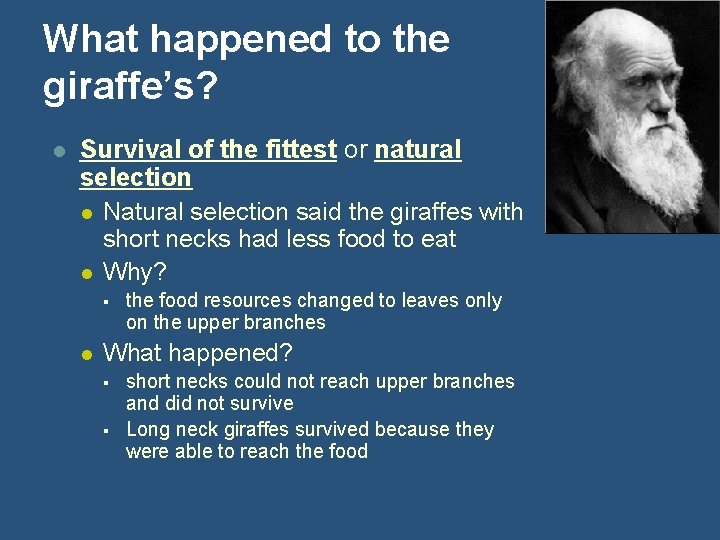 What happened to the giraffe’s? l Survival of the fittest or natural selection l