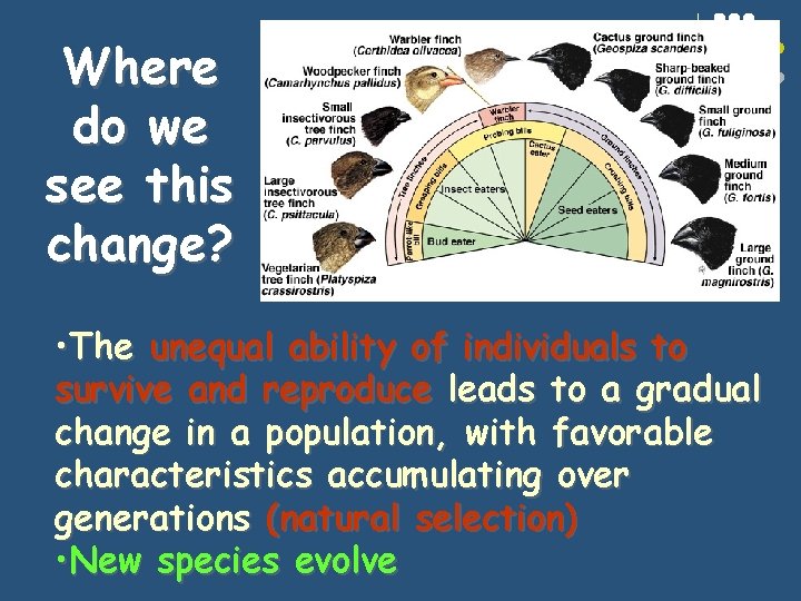 Where do we see this change? • The unequal ability of individuals to survive