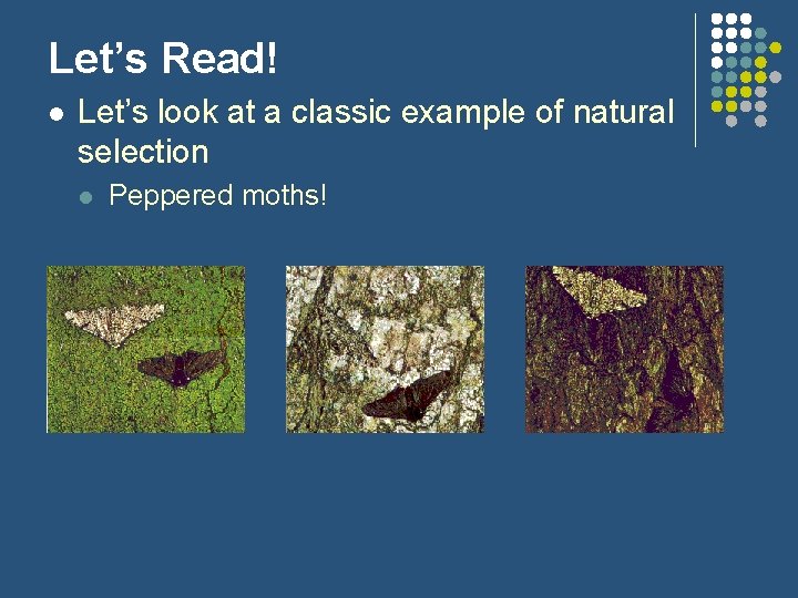 Let’s Read! l Let’s look at a classic example of natural selection l Peppered