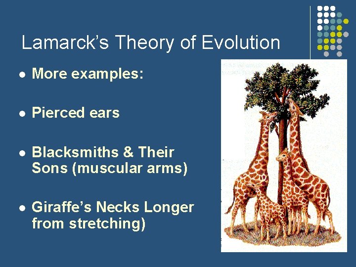 Lamarck’s Theory of Evolution l More examples: l Pierced ears l Blacksmiths & Their