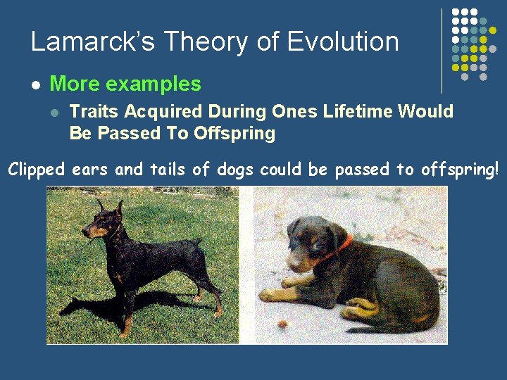 Lamarck’s Theory of Evolution l More examples l Traits Acquired During Ones Lifetime Would