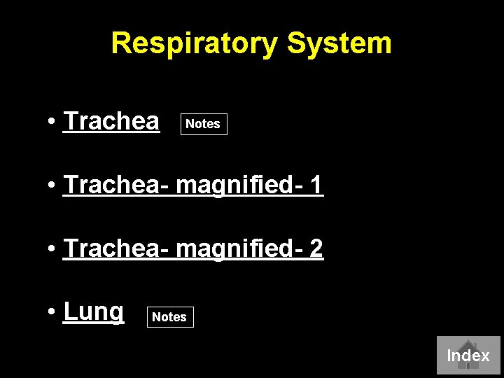 Respiratory System • Trachea Notes • Trachea- magnified- 1 • Trachea- magnified- 2 •