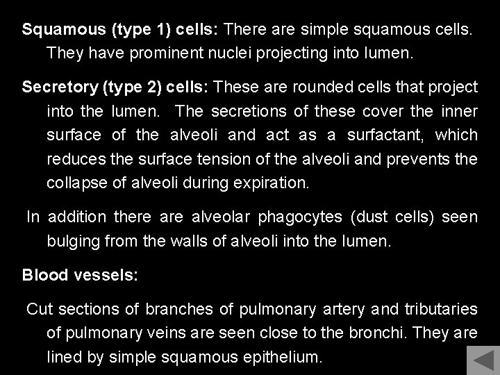 Squamous (type 1) cells: There are simple squamous cells. They have prominent nuclei projecting