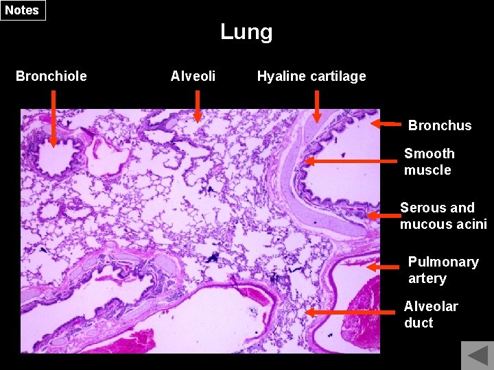 Notes Lung Bronchiole Alveoli Hyaline cartilage Bronchus Smooth muscle Serous and mucous acini Pulmonary