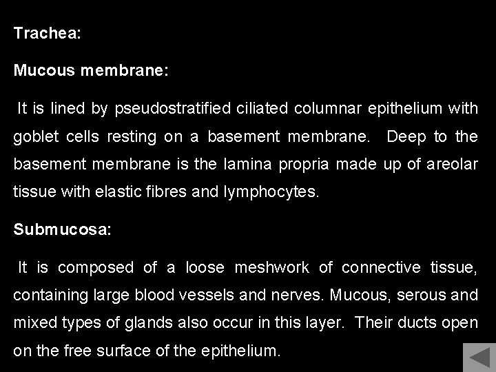 Trachea: Mucous membrane: It is lined by pseudostratified ciliated columnar epithelium with goblet cells