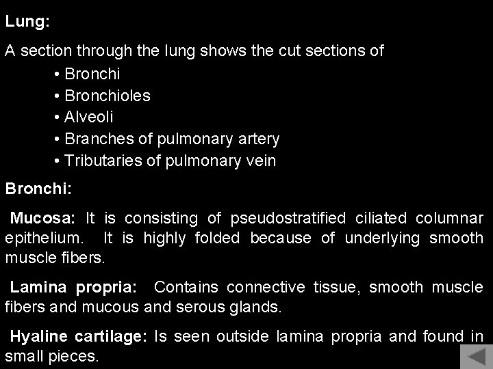 Lung: A section through the lung shows the cut sections of • Bronchioles •