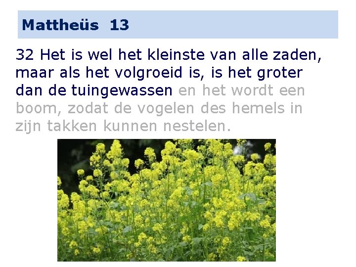 Mattheüs 13 32 Het is wel het kleinste van alle zaden, maar als het