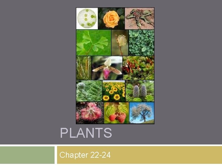 PLANTS Chapter 22 -24 