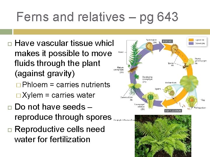 Ferns and relatives – pg 643 Have vascular tissue which makes it possible to