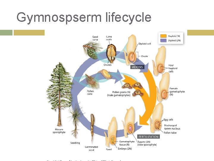 Gymnospserm lifecycle 