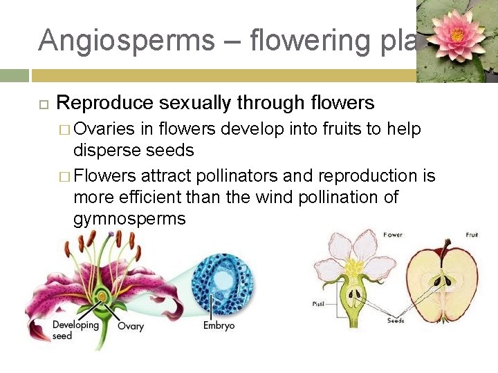 Angiosperms – flowering plants Reproduce sexually through flowers � Ovaries in flowers develop into