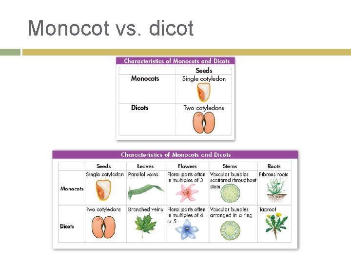 Monocot vs. dicot 