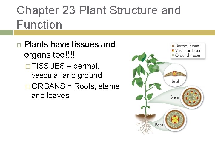 Chapter 23 Plant Structure and Function Plants have tissues and organs too!!!!! � TISSUES