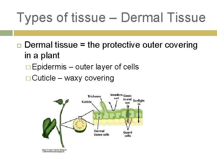 Types of tissue – Dermal Tissue Dermal tissue = the protective outer covering in