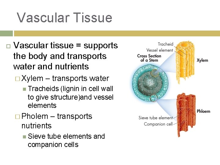 Vascular Tissue Vascular tissue = supports the body and transports water and nutrients �