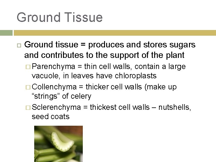Ground Tissue Ground tissue = produces and stores sugars and contributes to the support