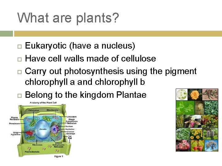 What are plants? Eukaryotic (have a nucleus) Have cell walls made of cellulose Carry