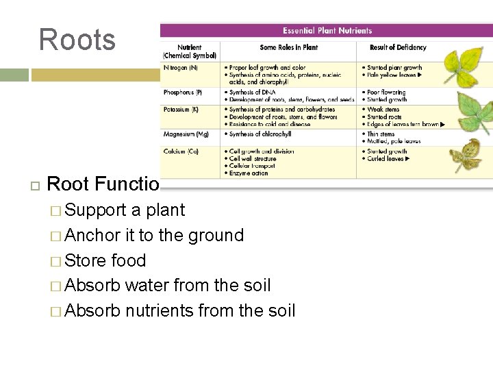 Roots Root Function � Support a plant � Anchor it to the ground �