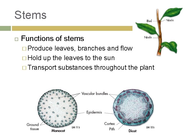 Stems Functions of stems � Produce leaves, branches and flowers � Hold up the