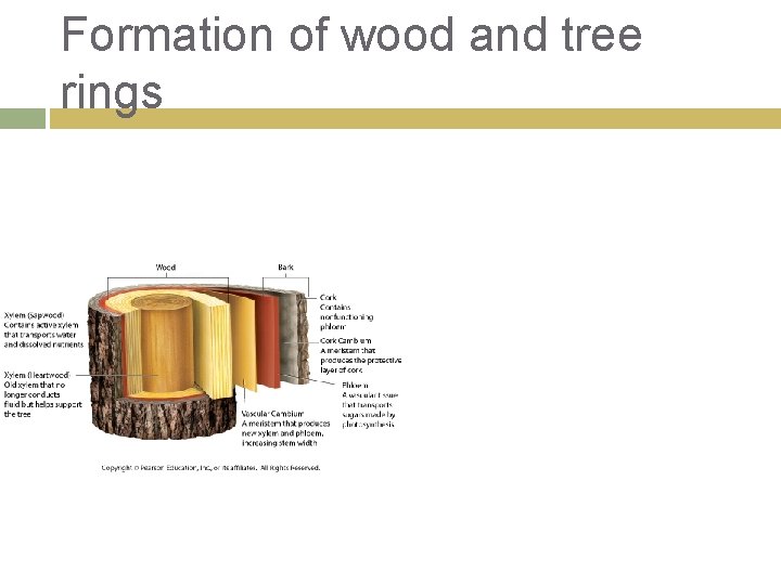 Formation of wood and tree rings 