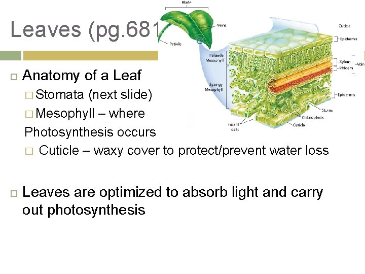 Leaves (pg. 681) Anatomy of a Leaf � Stomata (next slide) � Mesophyll –