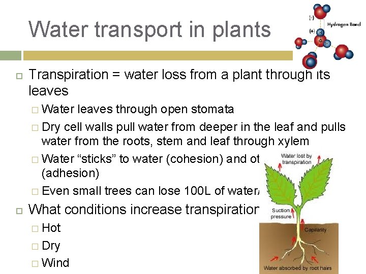 Water transport in plants Transpiration = water loss from a plant through its leaves