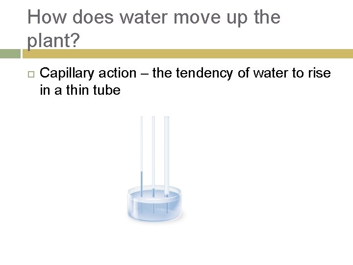 How does water move up the plant? Capillary action – the tendency of water
