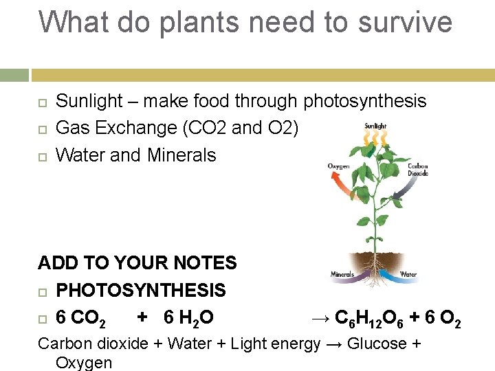 What do plants need to survive Sunlight – make food through photosynthesis Gas Exchange