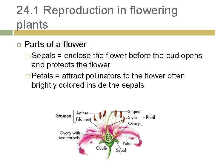 24. 1 Reproduction in flowering plants Parts of a flower � Sepals = enclose