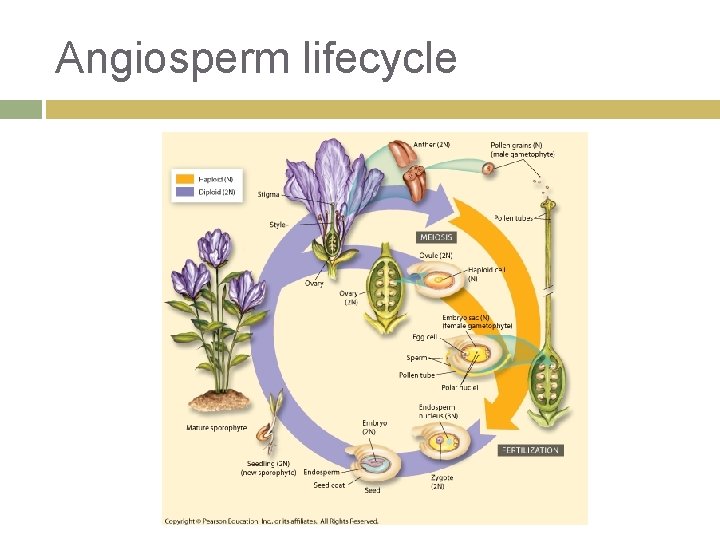 Angiosperm lifecycle 