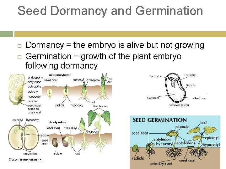 Seed Dormancy and Germination Dormancy = the embryo is alive but not growing Germination