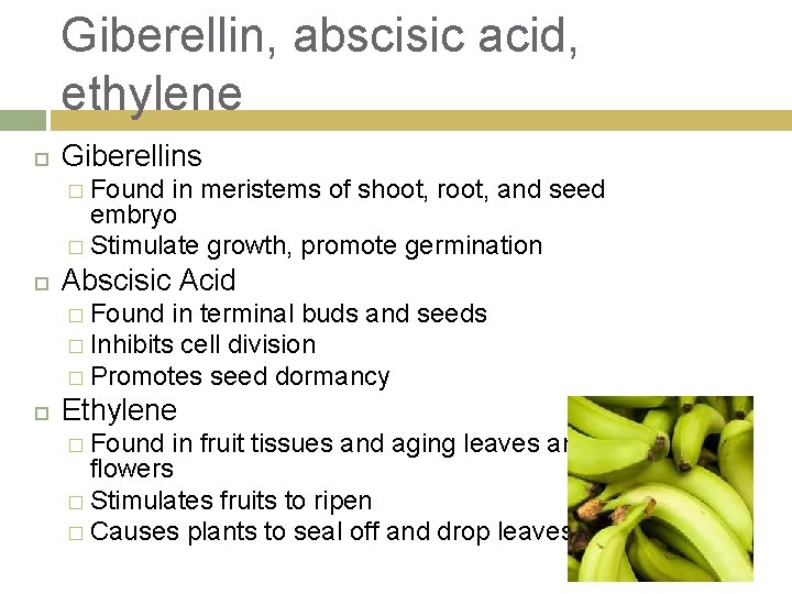Giberellin, abscisic acid, ethylene Giberellins � Found in meristems of shoot, root, and seed