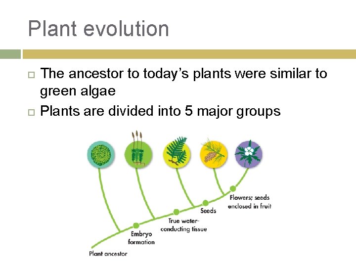 Plant evolution The ancestor to today’s plants were similar to green algae Plants are