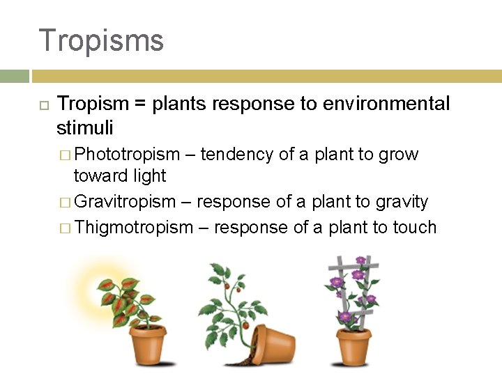 Tropisms Tropism = plants response to environmental stimuli � Phototropism – tendency of a